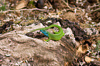 European green lizard