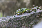 Western Green Lizard