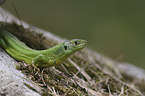 Western Green Lizard