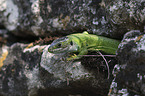 Western Green Lizard