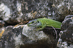 Western Green Lizard