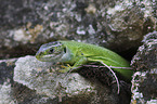 Western Green Lizard