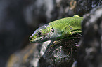 Western Green Lizard