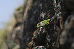 Western Green Lizard