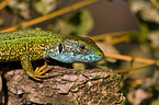 green lizard