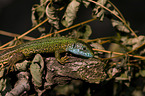 green lizard