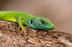 green lizard