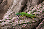 green lizard