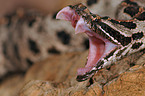 miniature rattlesnake