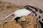 miniature rattlesnake