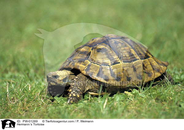 Griechische Landschildkrte / Hermanns Tortoise / PW-01289