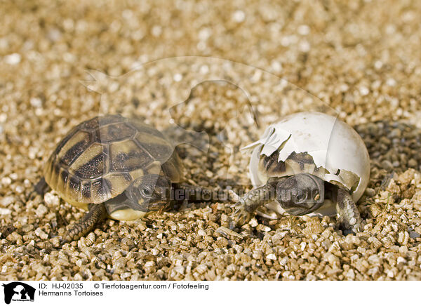 Griechische Landschildkrten / Hermanns Tortoises / HJ-02035