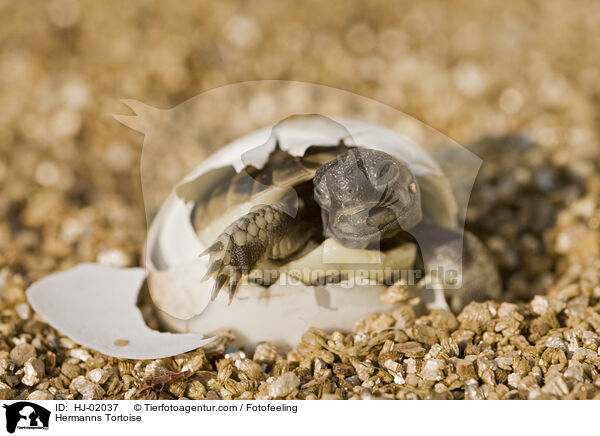 Griechische Landschildkrte / Hermanns Tortoise / HJ-02037