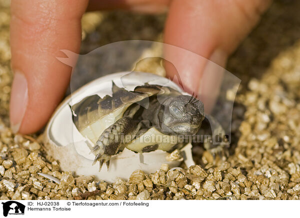 Griechische Landschildkrte / Hermanns Tortoise / HJ-02038