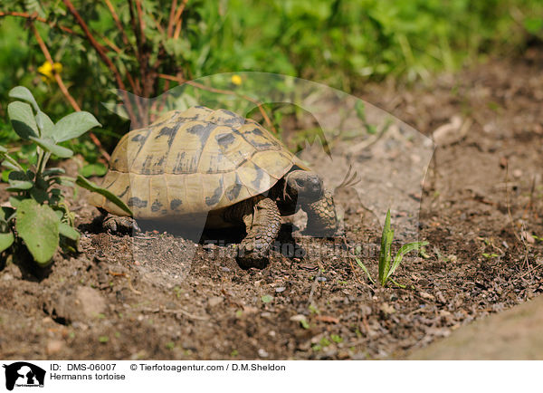Hermanns tortoise / DMS-06007