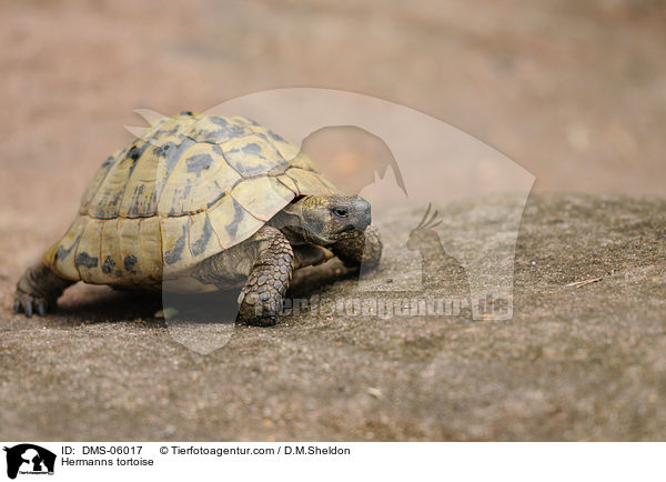 Griechische Landschildkrte / Hermanns tortoise / DMS-06017