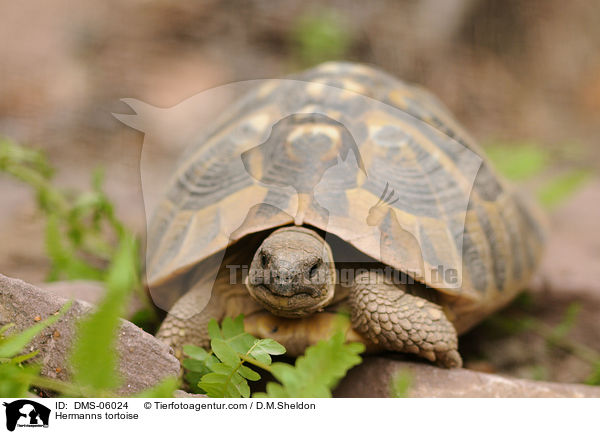 Griechische Landschildkrte / Hermanns tortoise / DMS-06024