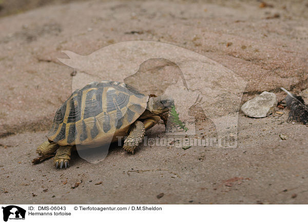 Griechische Landschildkrte / Hermanns tortoise / DMS-06043