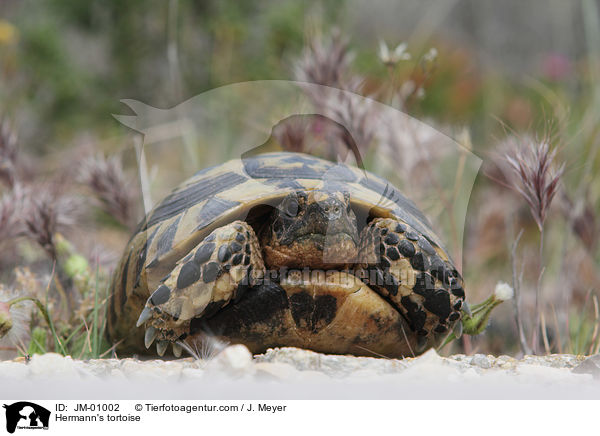 Griechische Landschildkrte / Hermann's tortoise / JM-01002