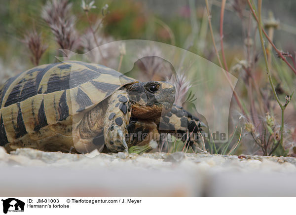 Griechische Landschildkrte / Hermann's tortoise / JM-01003