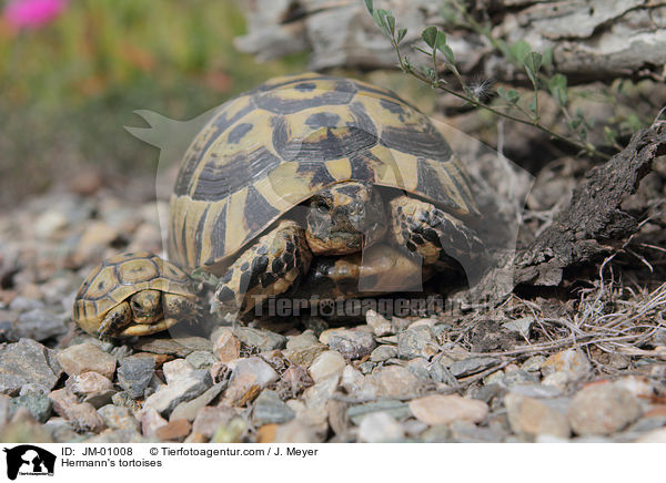Griechische Landschildkrten / Hermann's tortoises / JM-01008