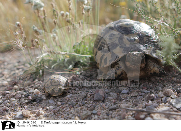 Griechische Landschildkrten / Hermann's tortoises / JM-01010