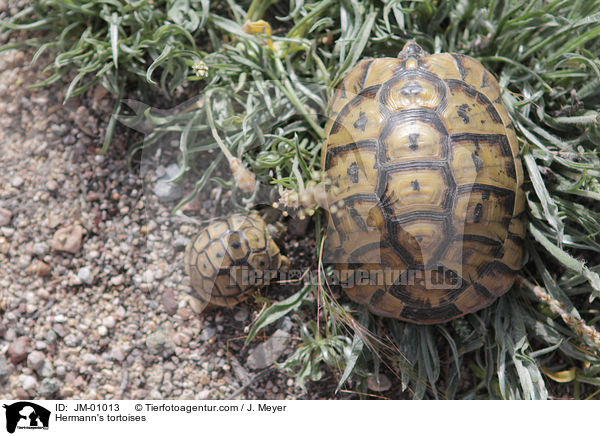Griechische Landschildkrten / Hermann's tortoises / JM-01013