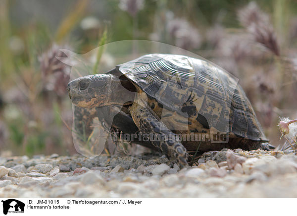 Griechische Landschildkrte / Hermann's tortoise / JM-01015