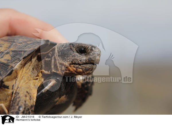 Griechische Landschildkrte / Hermann's tortoise / JM-01016
