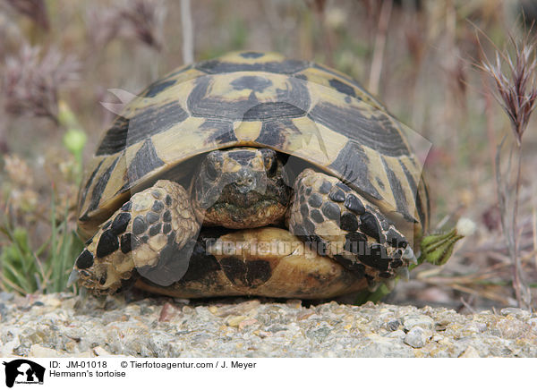 Hermann's tortoise / JM-01018