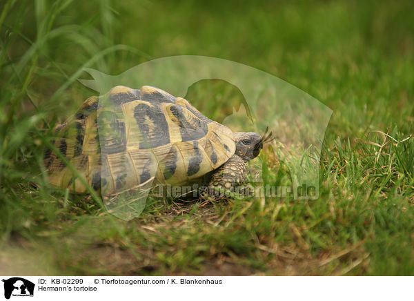 Hermann's tortoise / KB-02299