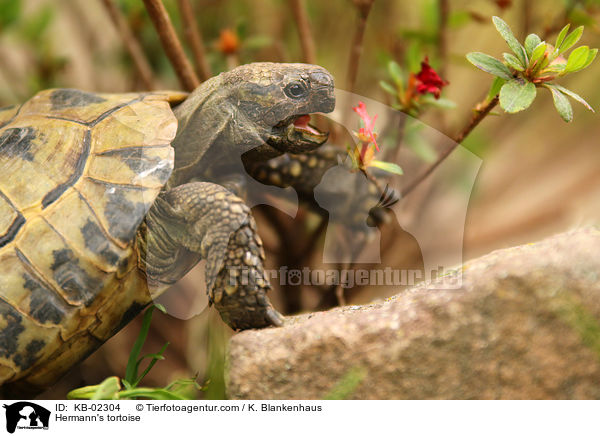 Griechische Landschildkrte / Hermann's tortoise / KB-02304