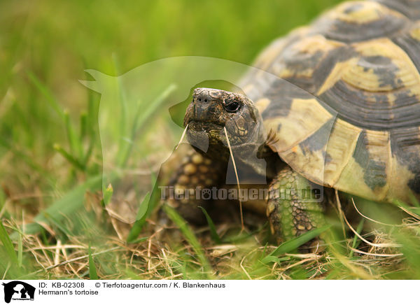 Griechische Landschildkrte / Hermann's tortoise / KB-02308
