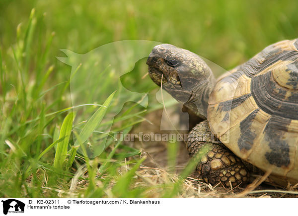 Griechische Landschildkrte / Hermann's tortoise / KB-02311