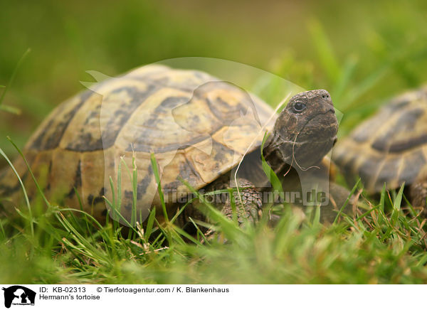 Hermann's tortoise / KB-02313