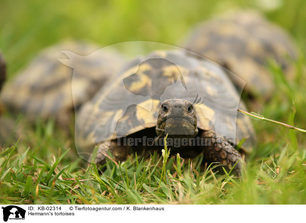 Griechische Landschildkrten / Hermann's tortoises / KB-02314