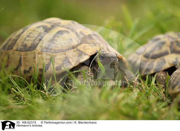 Griechische Landschildkrte / Hermann's tortoise / KB-02315