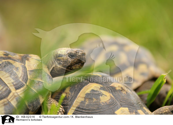 Griechische Landschildkrten / Hermann's tortoises / KB-02316