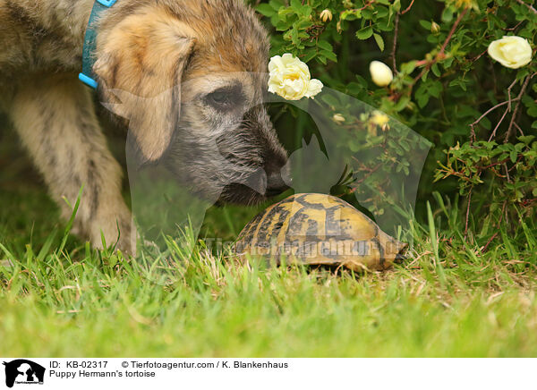 Welpe und Griechische Landschildkrte / Puppy Hermann's tortoise / KB-02317