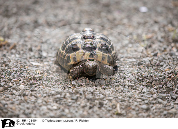 Greek tortoise / RR-103554