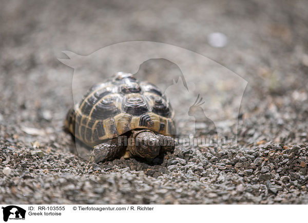 Griechische Landschildkrte / Greek tortoise / RR-103555