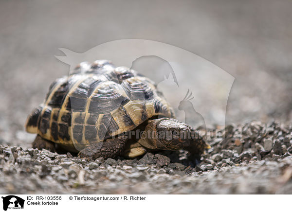 Griechische Landschildkrte / Greek tortoise / RR-103556