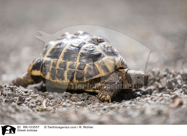 Griechische Landschildkrte / Greek tortoise / RR-103557