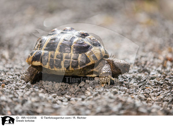 Griechische Landschildkrte / Greek tortoise / RR-103558