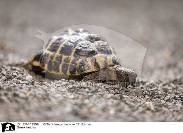 Griechische Landschildkrte / Greek tortoise / RR-103559