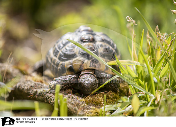 Griechische Landschildkrte / Greek tortoise / RR-103561