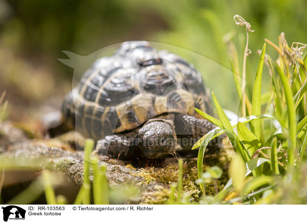 Greek tortoise / RR-103563