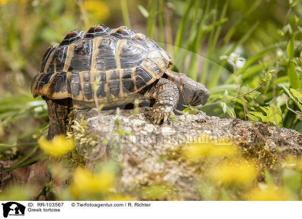 Griechische Landschildkrte / Greek tortoise / RR-103567