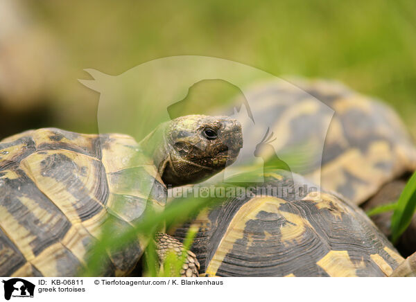 greek tortoises / KB-06811