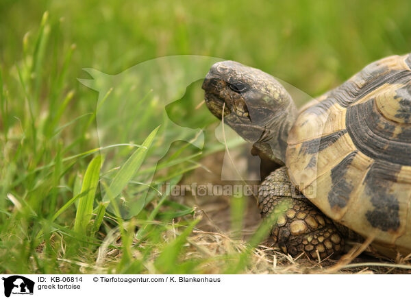 Griechische Landschildkrte / greek tortoise / KB-06814